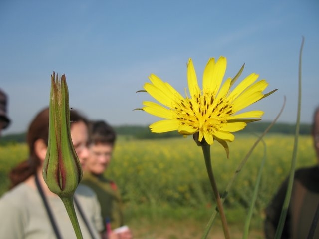 2007-04-Plantes alimentaires